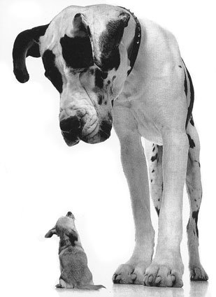  - great-dane-and-chihuahua-c117596892